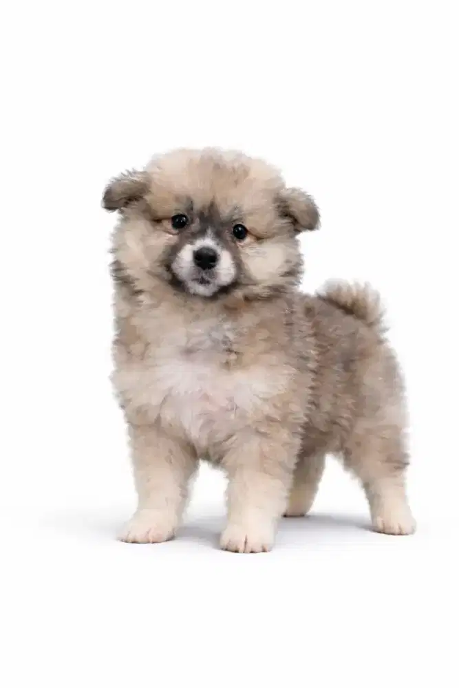 Jual murah pupy pomerian betina