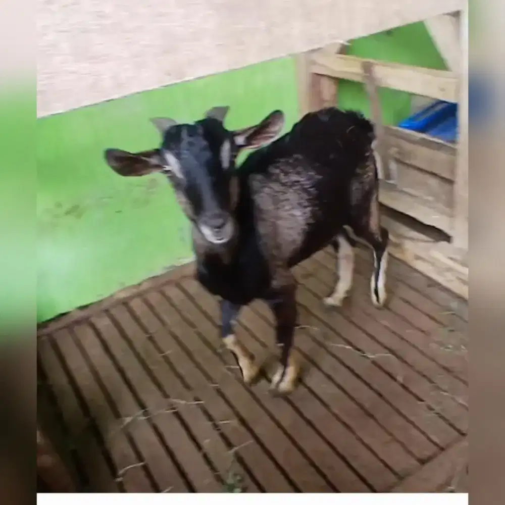 Kambing hias kacang ori