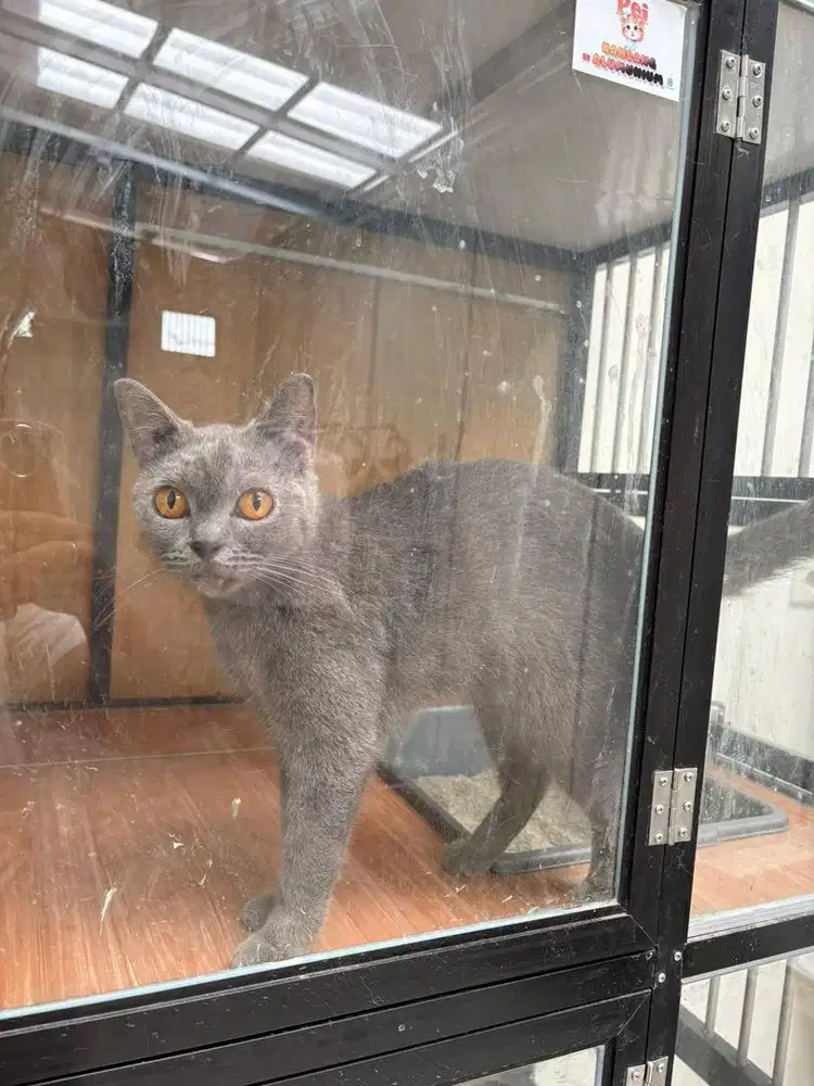 Kucing BSH blue Betina Proven