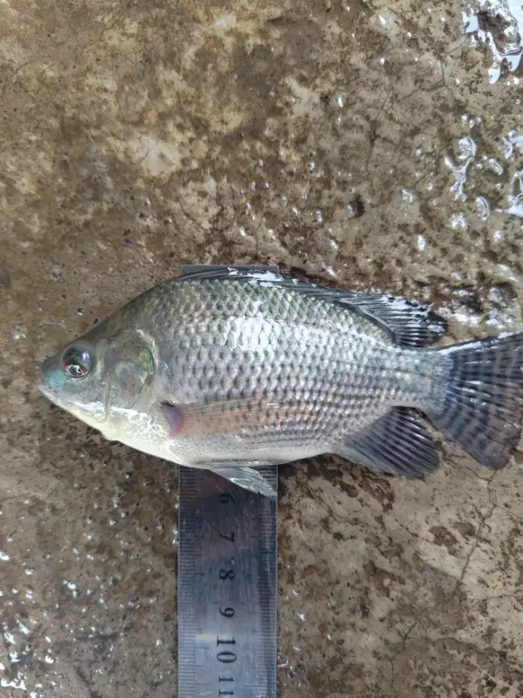 Bibit ikan Nila Kekar ukur gelondongan