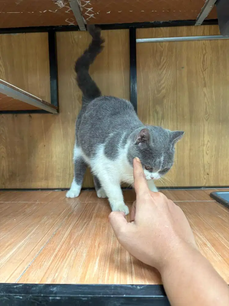 Kucing BSH bicolour betina 1,5 tahun