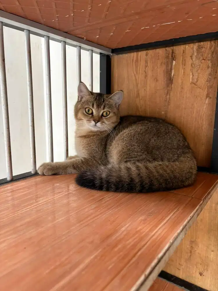 Kucing bsh golden betina NY25