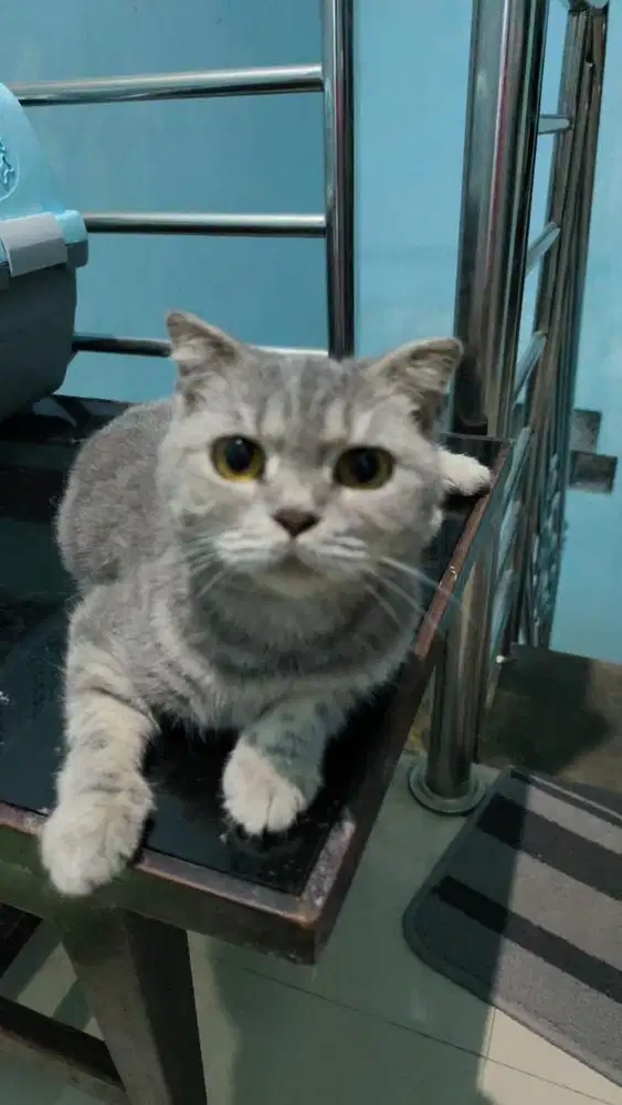 Kucing scootish fold betina 2 tahun proven