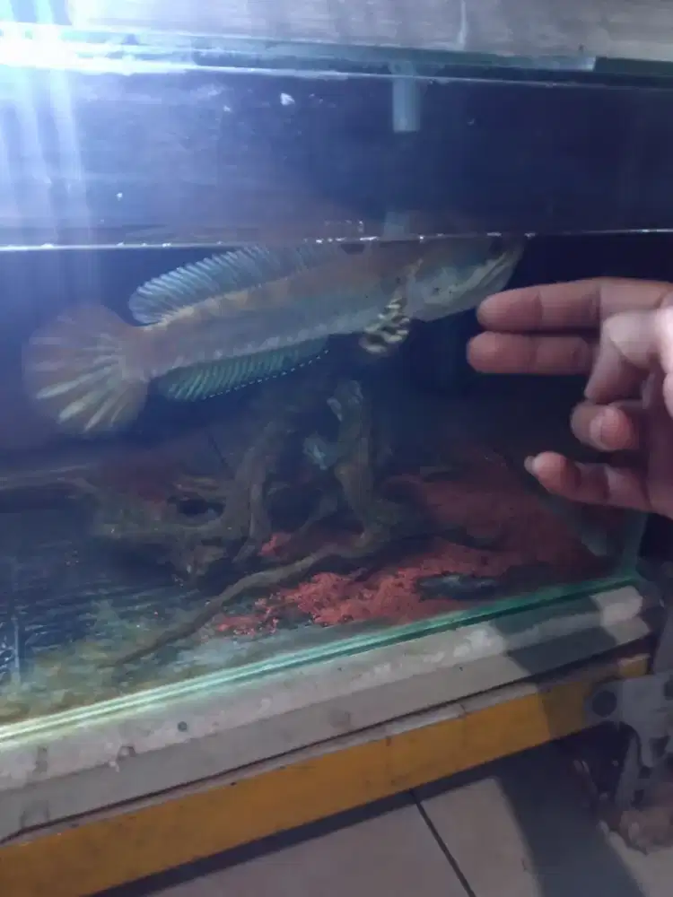 Chana blue pulcra jumbo