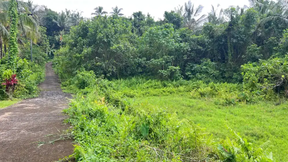 Dijual Tanah Kebun  Di Tabanan Bali