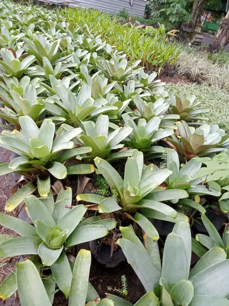 Bromelia giant bibit
