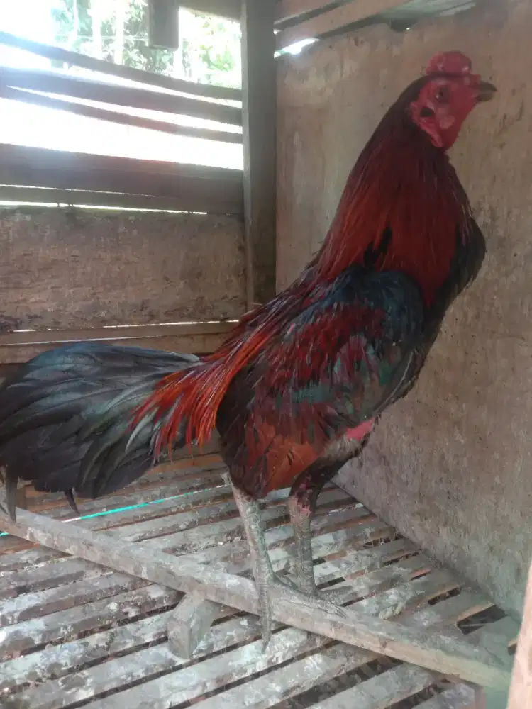 Yg berminat ayam tampar tampar
