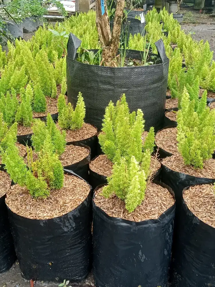 Tanaman hiasa ekor tupai