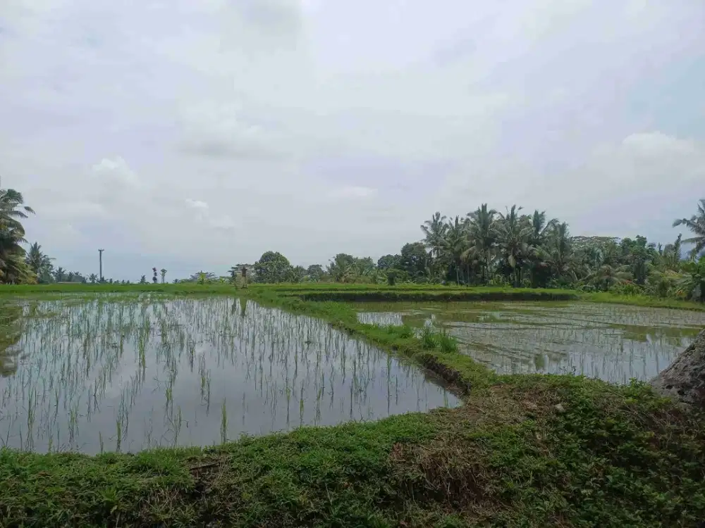 land for lease 10 are  15 menit dari ubud kota