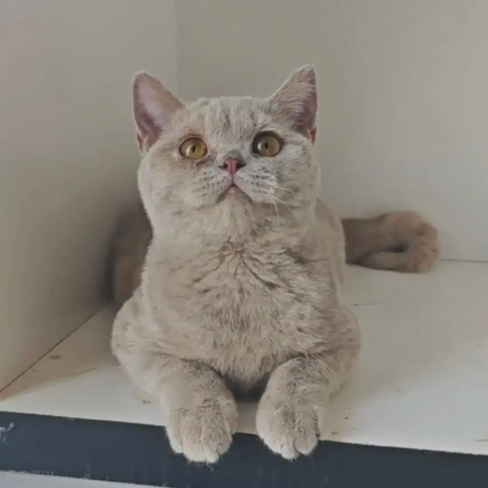 Mainan BSH Lilac cute