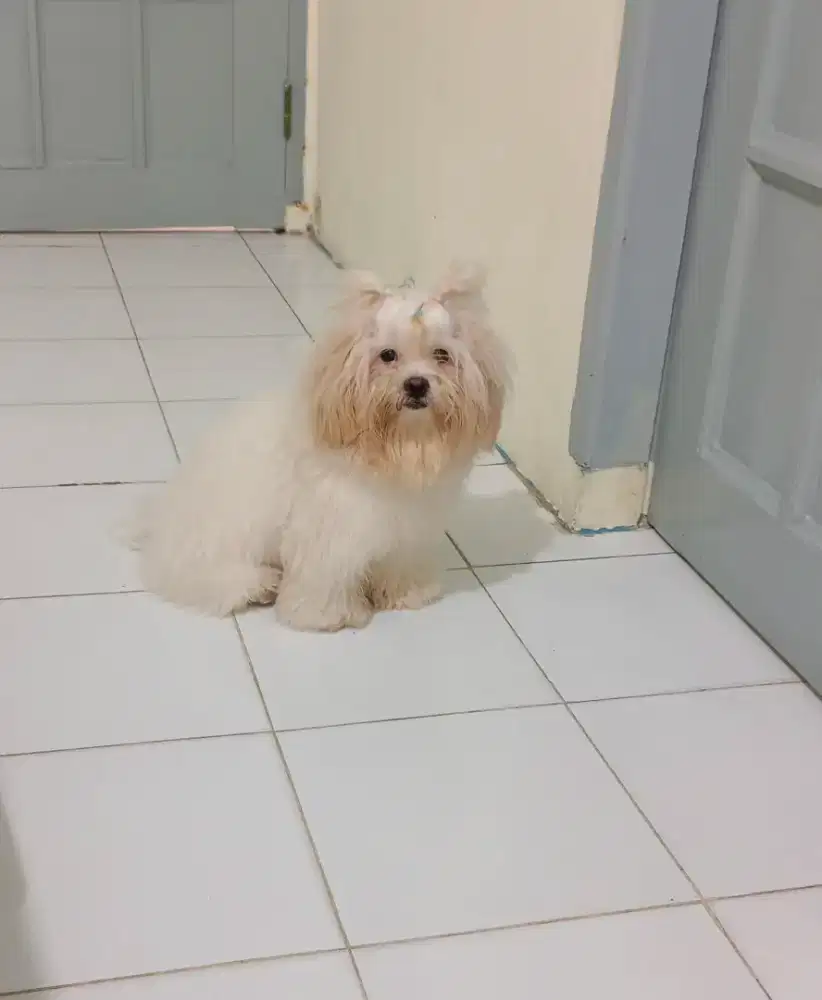 Jual anjing mix jantan