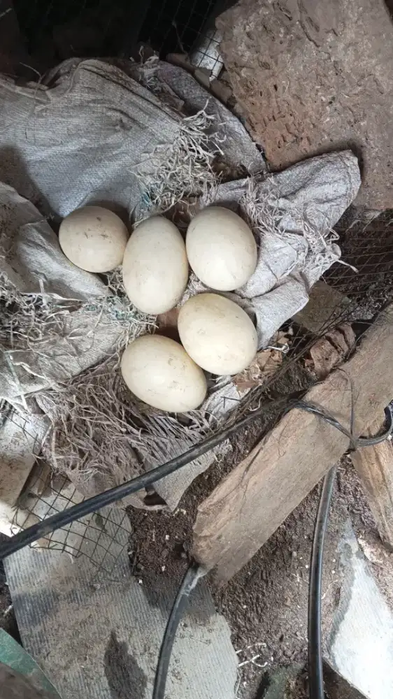 Telor angsa/soang  tembuhuk/calang