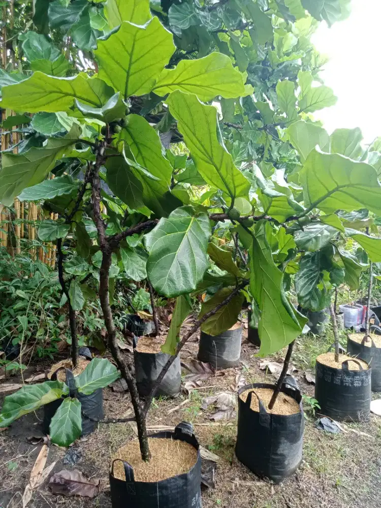 Pohon Ketapang biola