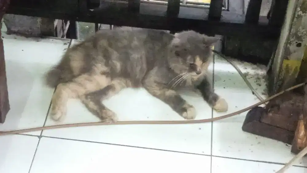 kucing Persia lepas adopsi