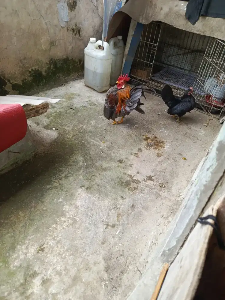 Ayam Serama sepasang siap produksi
