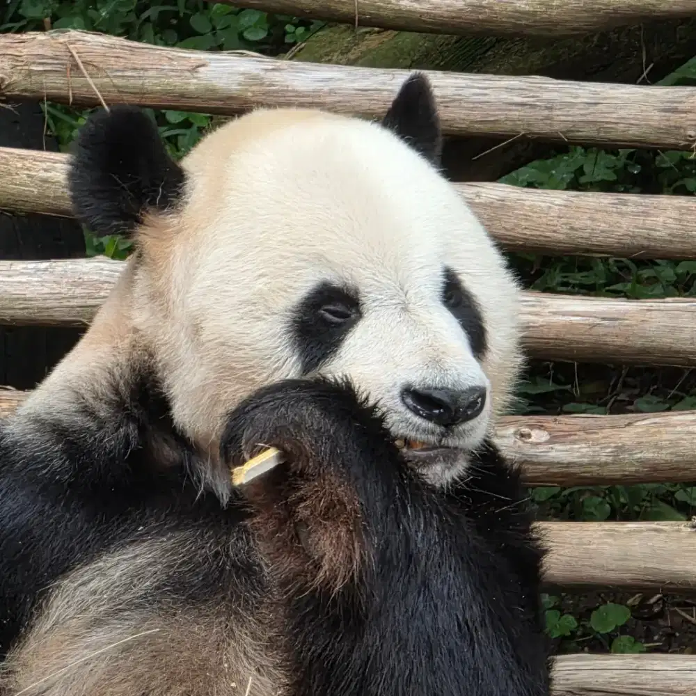 Lowongan PP Asuh bayi 7 bln + bantu serabutan