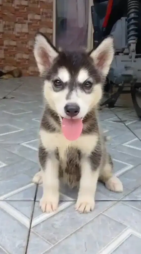 Anak anjing husky