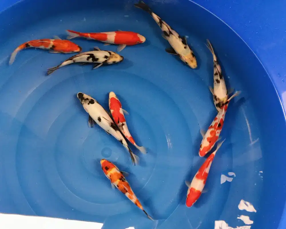 Paket Koi Mix 10 Ekor