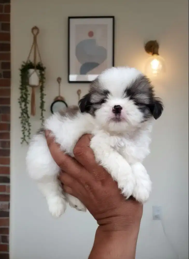 Mini shitzu  non stbm jantan & betina