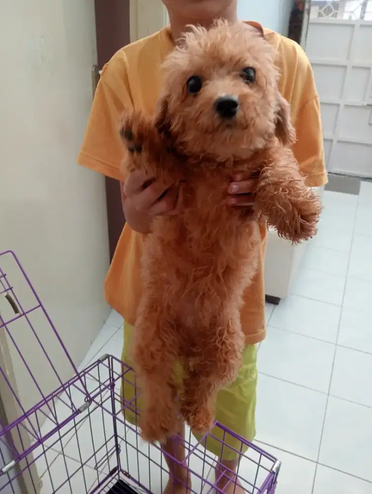 Open adop mini poodle betina umur 9 bulan betina