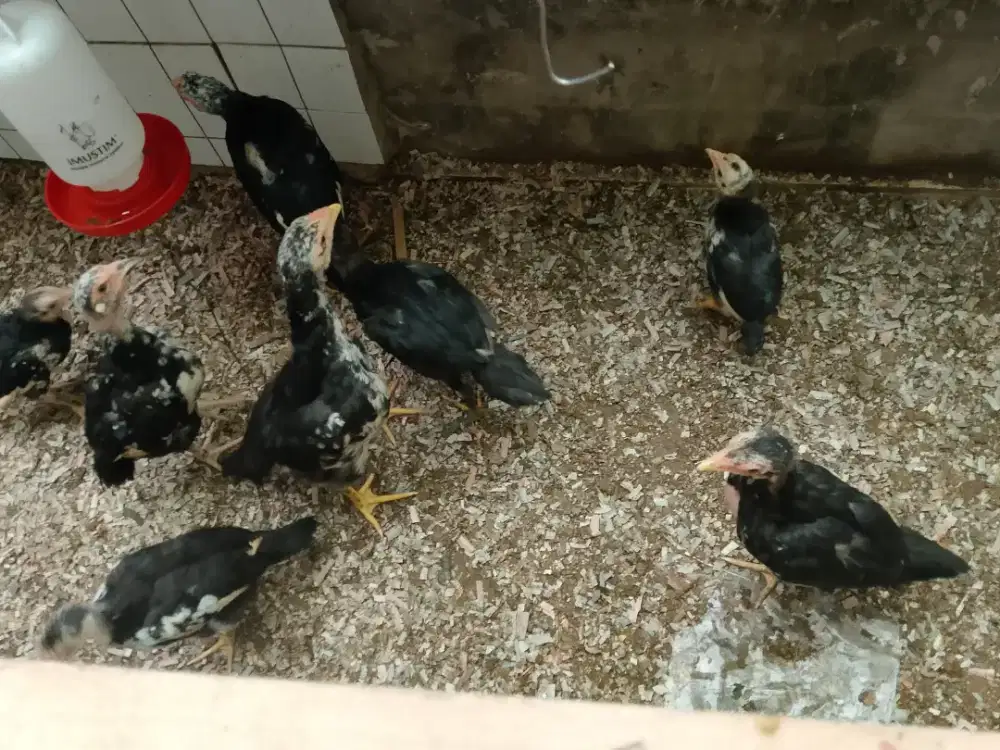 12 ayam muda termurah