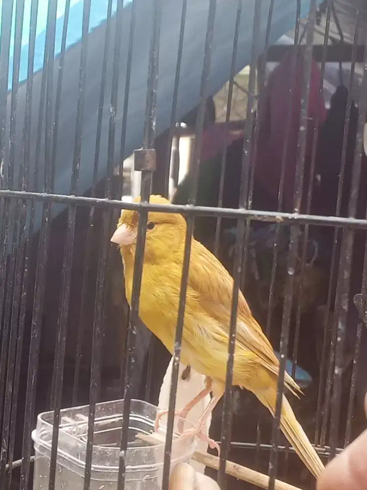 Kenari Isabel warna cerah