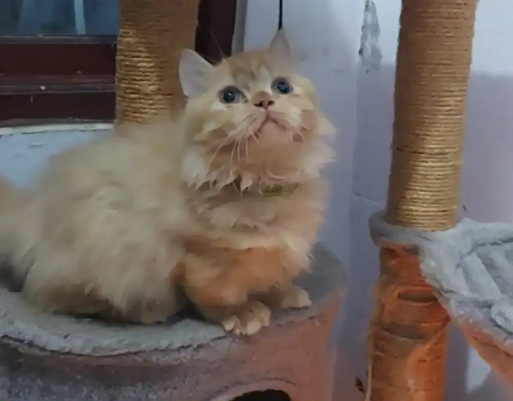 Munchkin Rug Hugger Red Betina