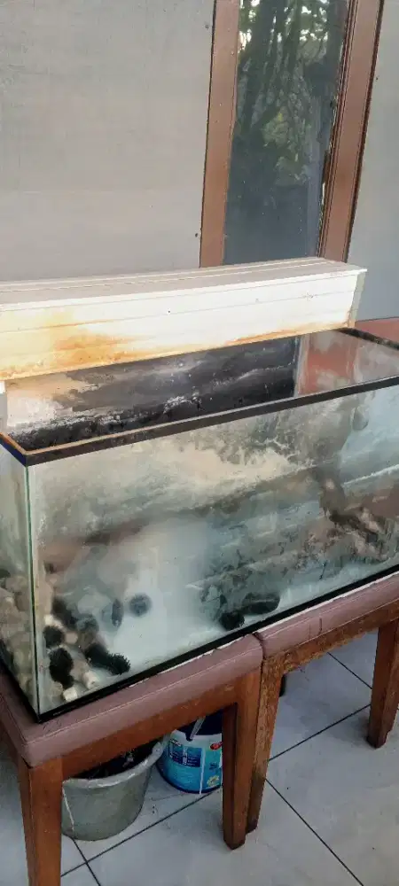 Dijual aquarium cepat