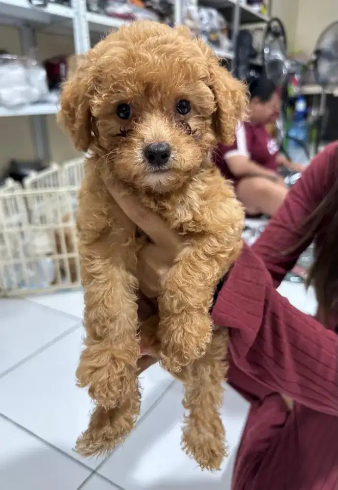 Dijual anak anjing poodle umur 1 bulan 20 hari