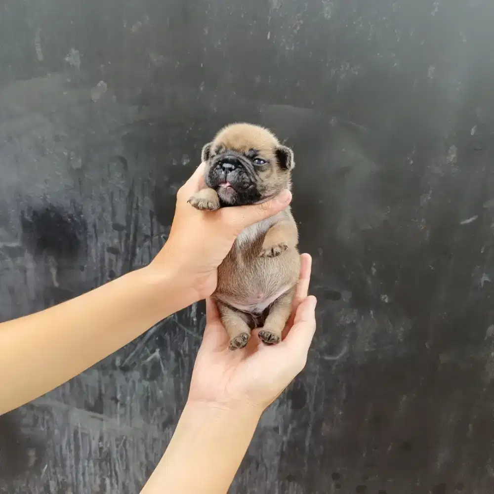 French buldog/buldog perancis