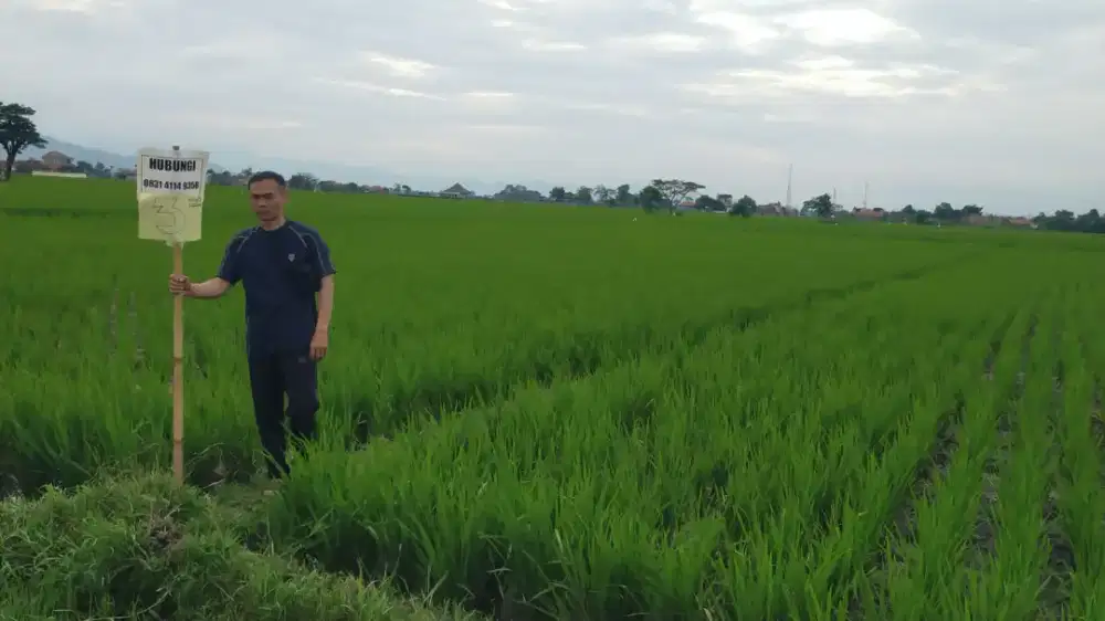 Dijual Tanah (Sawah SHM Luas 3621m)