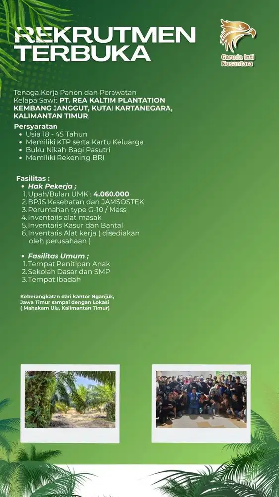 Loker Panen di Perkebunan Kelapa Sawit