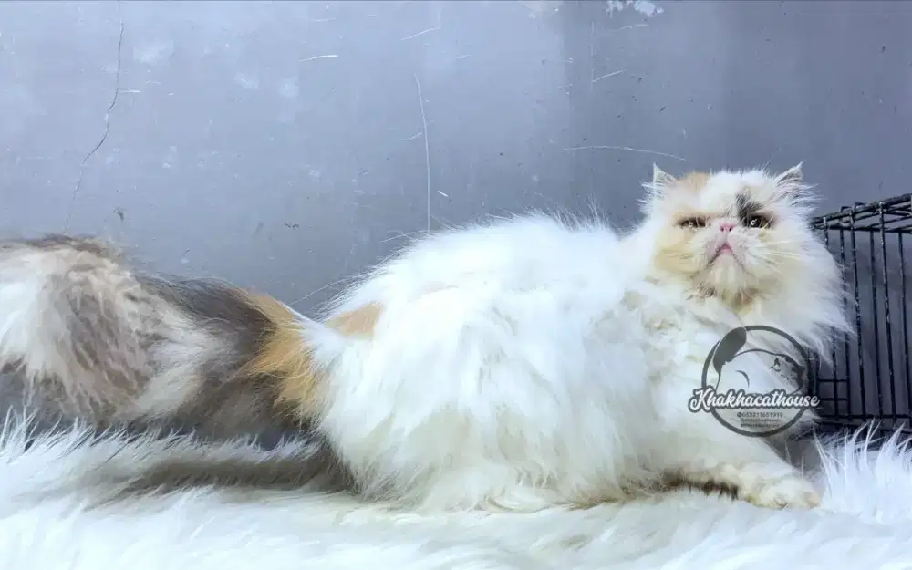 Kucing peaknose proven