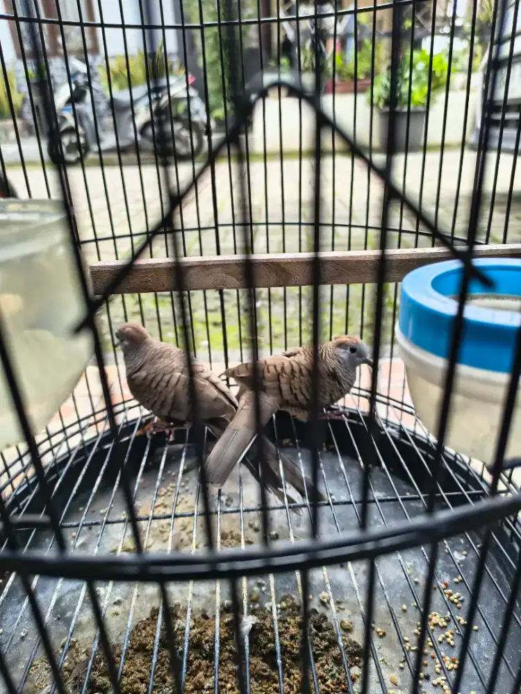 Perkutut jantan betina