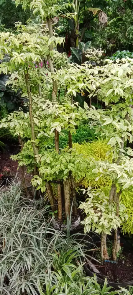 tanaman hias anting putri