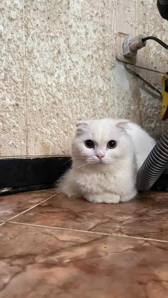 Kucing Putih Scottish Fold