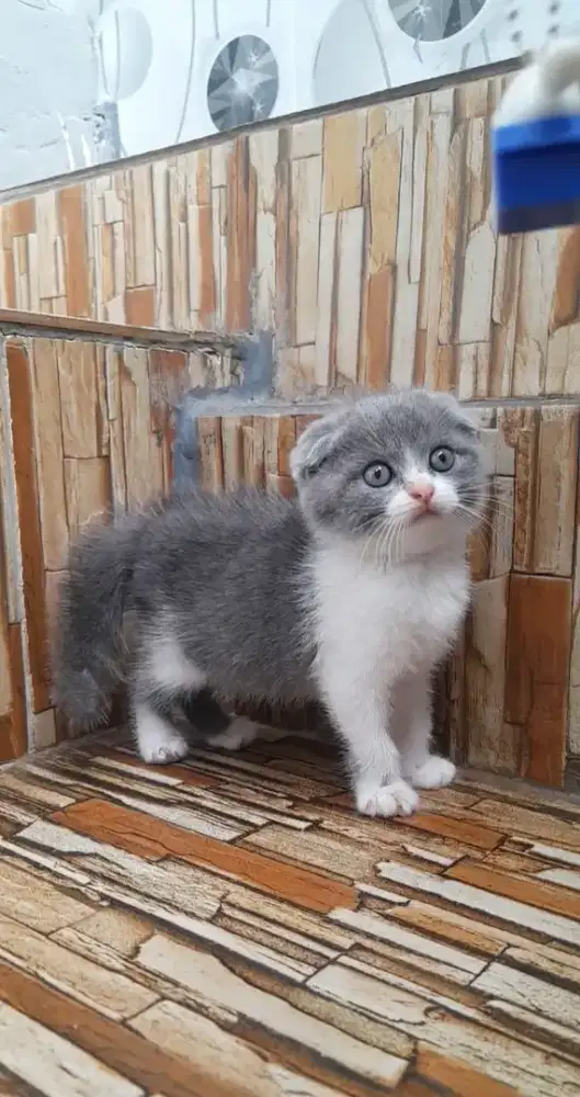 Kitten scottish fold