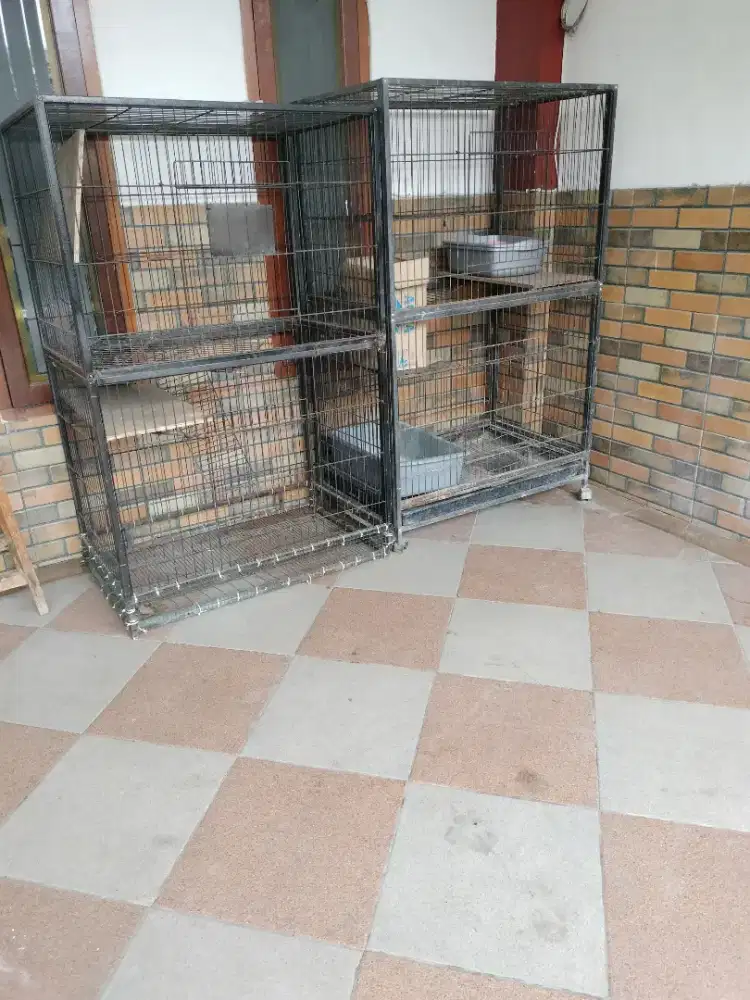 Kadang kucing bsh ( britis short hire)