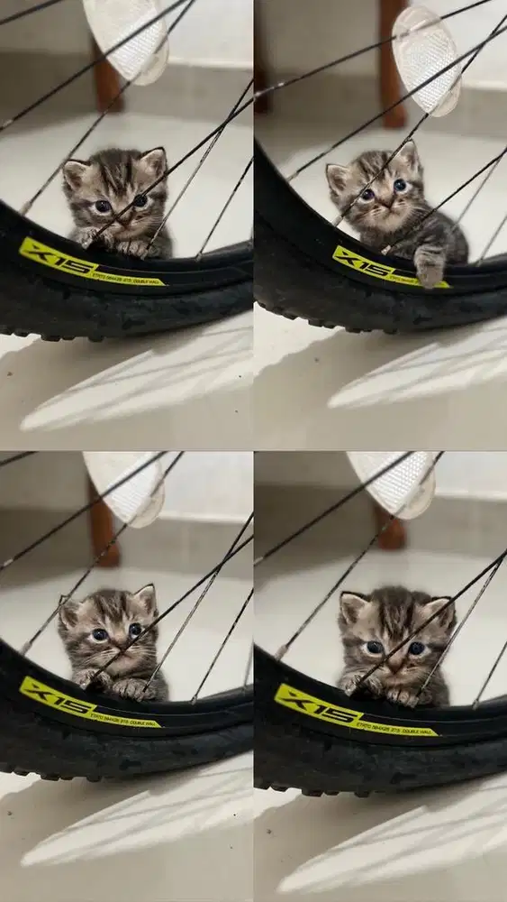 Munhckin Black Tabby mix BSH Jantan Top Standar