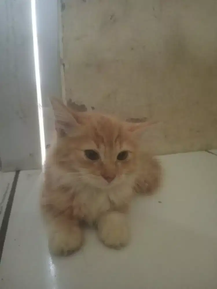 Persia medium betina