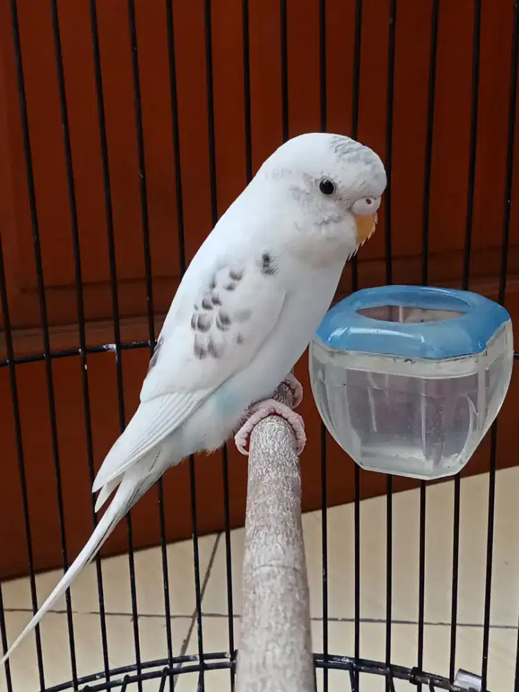 parkit warna putih corak