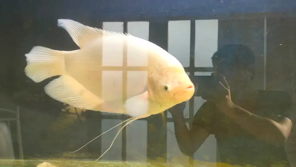 IKAN GURAMI ALBINO