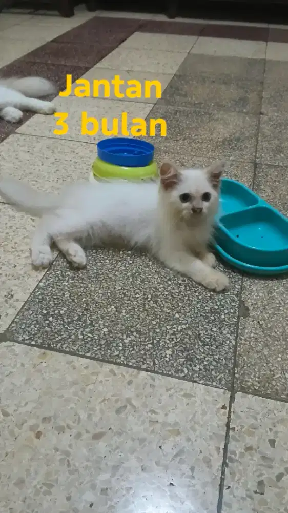 LA kitten 3 bulan Himalaya mix Ragdol