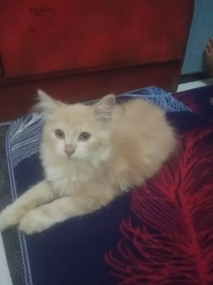 Adopsi Persia Betina