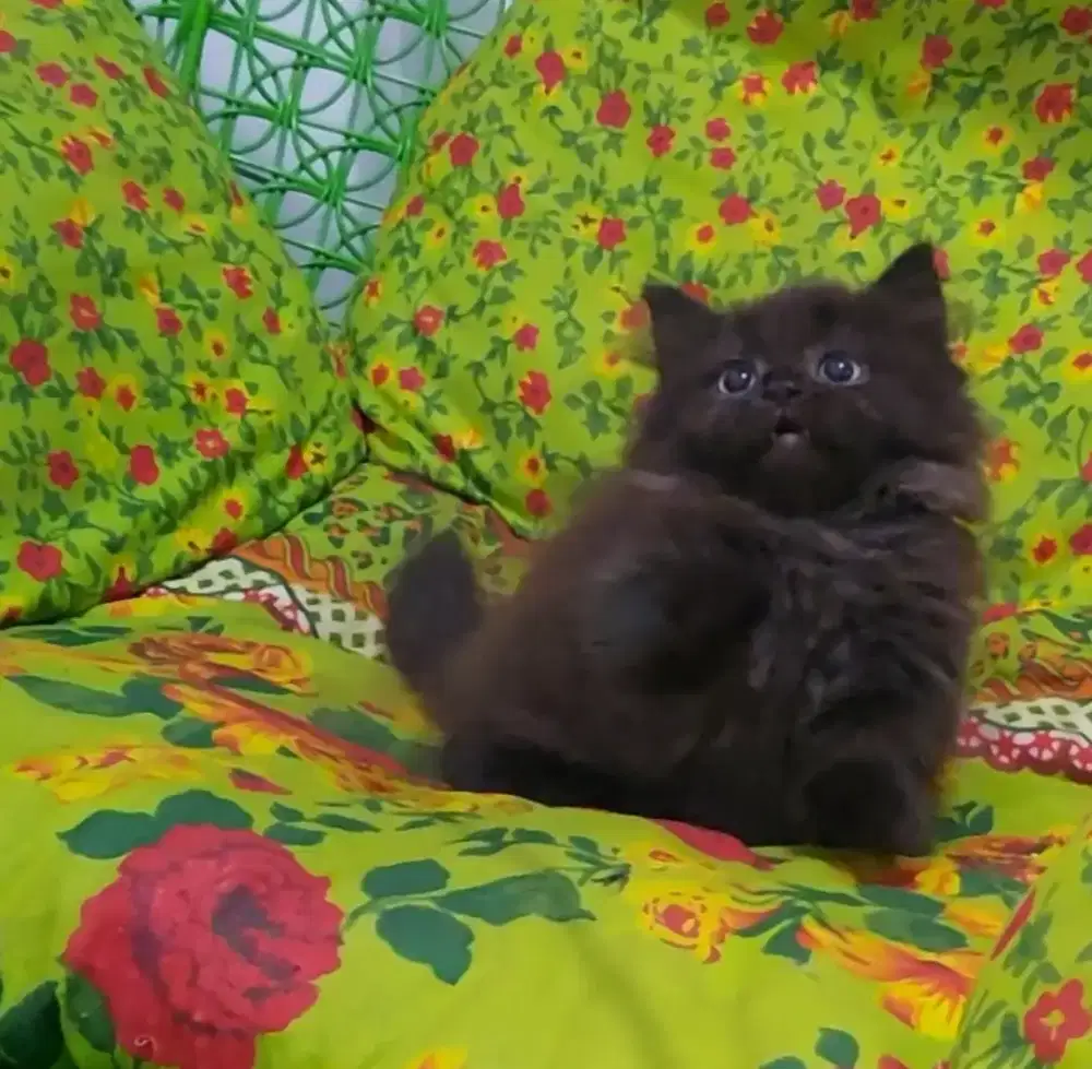 Munchkin British Longhair Jantan