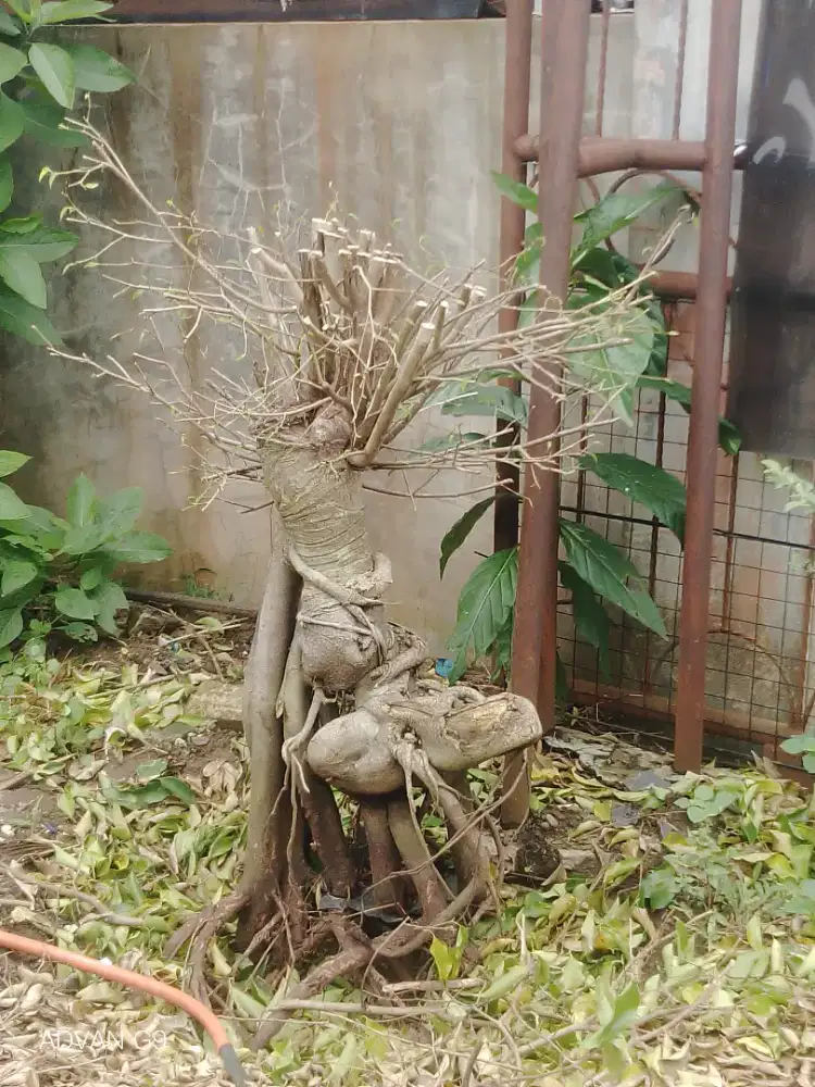 Bonsai beringin