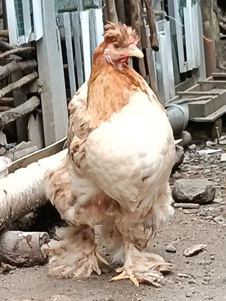 Ayam Bantam Cochin