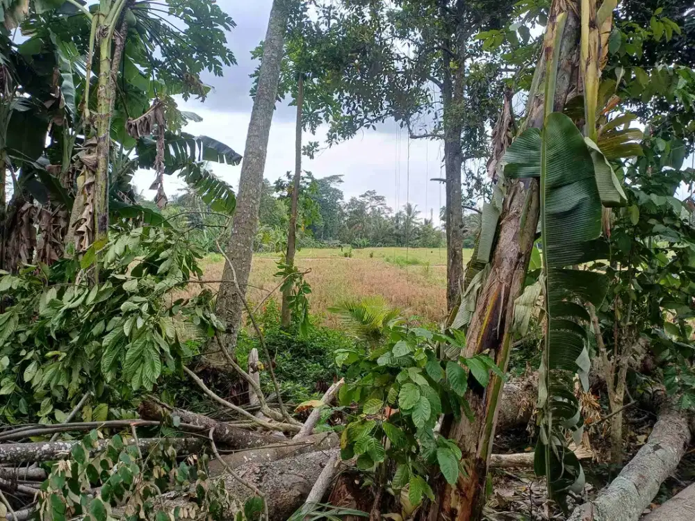 for rent 500²  dekat ubud