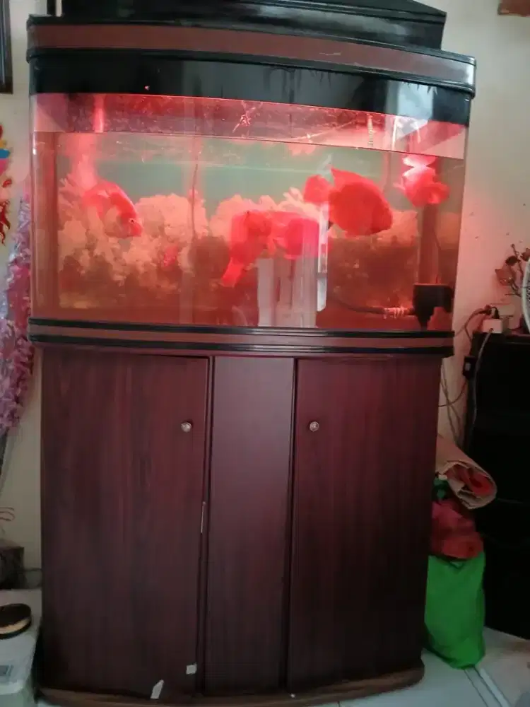 Jual Akuarium ace hardware