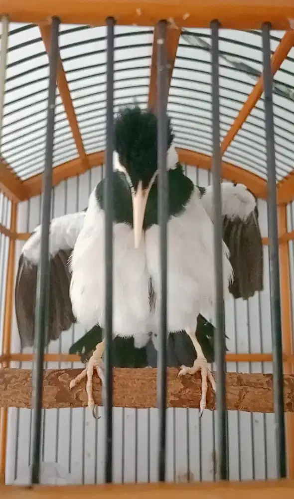 Jalak Suren Jawa Jsj gacor materi isian Cililin, Lb